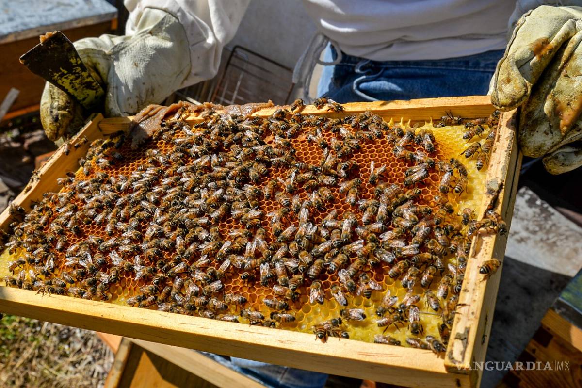 Miel “Hecho en México”, símbolo de calidad y sabor en el marco del Día Mundial de las Abejas