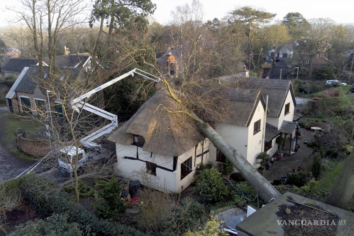 $!Un árbol después de caer sobre una cabaña con techo de paja después de fuertes vientos en Ashby de la Zouch, Inglaterra. AP/Joe Giddens/PA