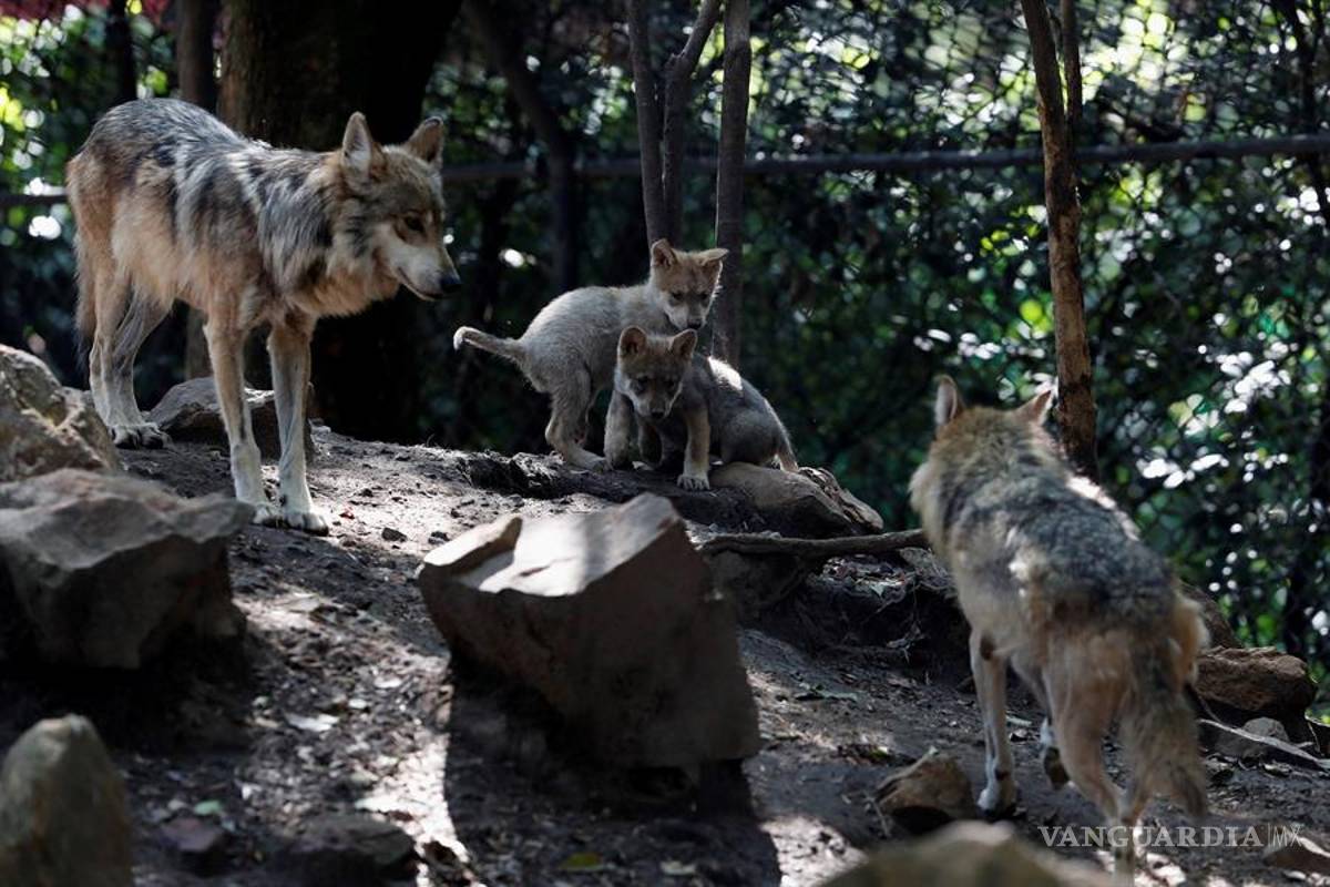 $!Cinco nuevas crias de lobo mexicano dan esperanza en mantener la especie