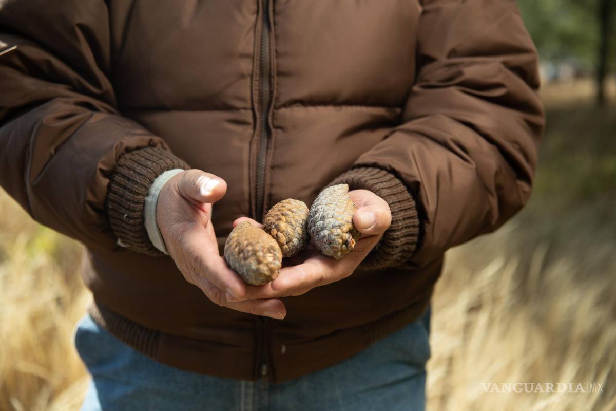 Eladio Cornejo: Desde la trinchera forestal