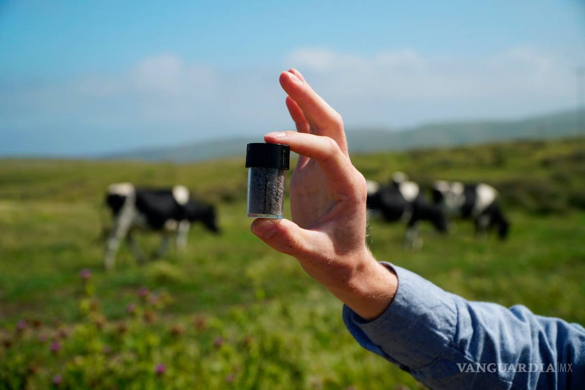 Vacas son alimentadas con algas para reducir el impacto medioambiental del gas metano