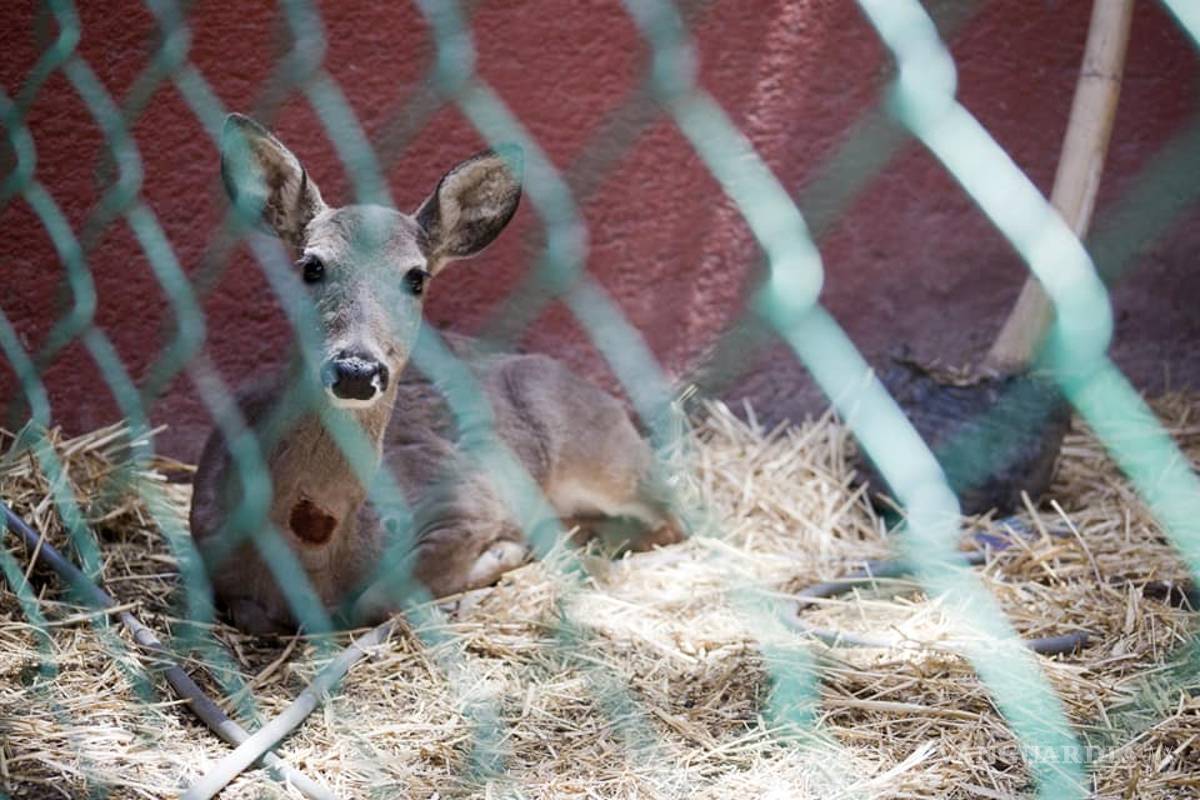 ‘Cometa’ no presentaba heridas: Mude