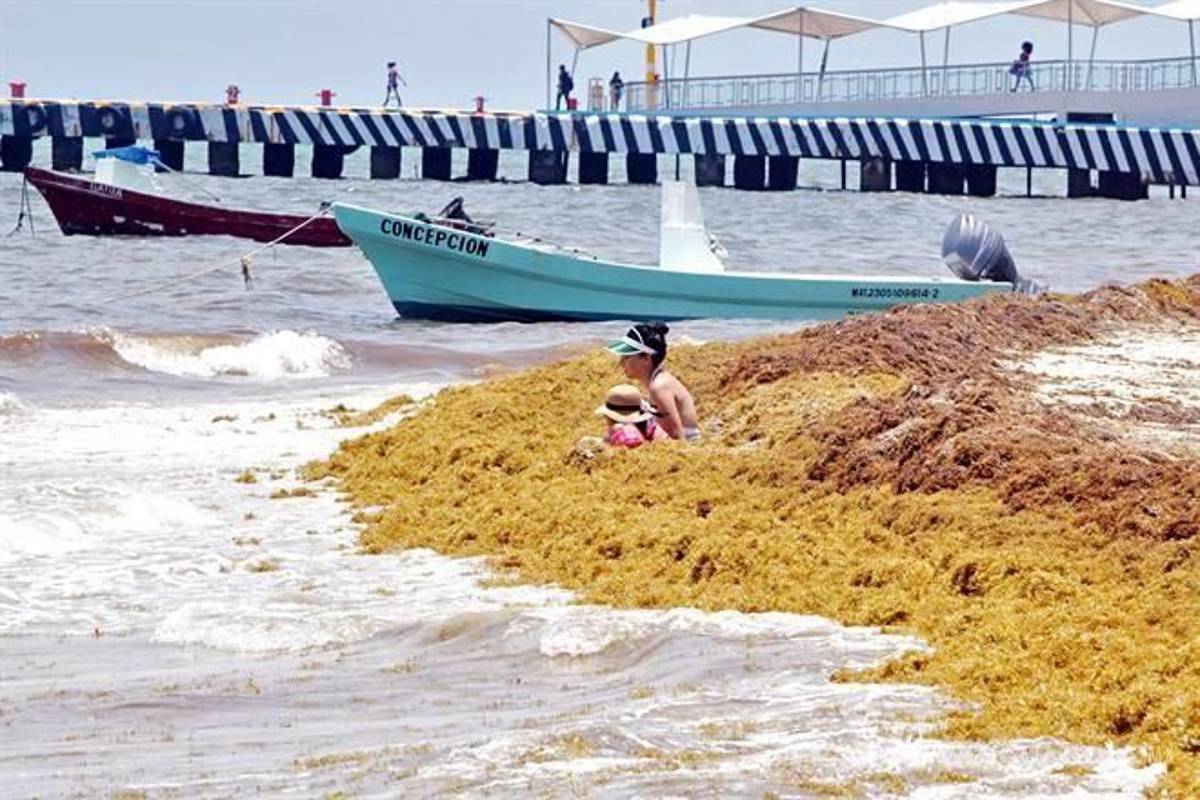 Gobierno de AMLO no dispone de los mil millones de pesos necesarios para atender la emergencia provocada por sargazo