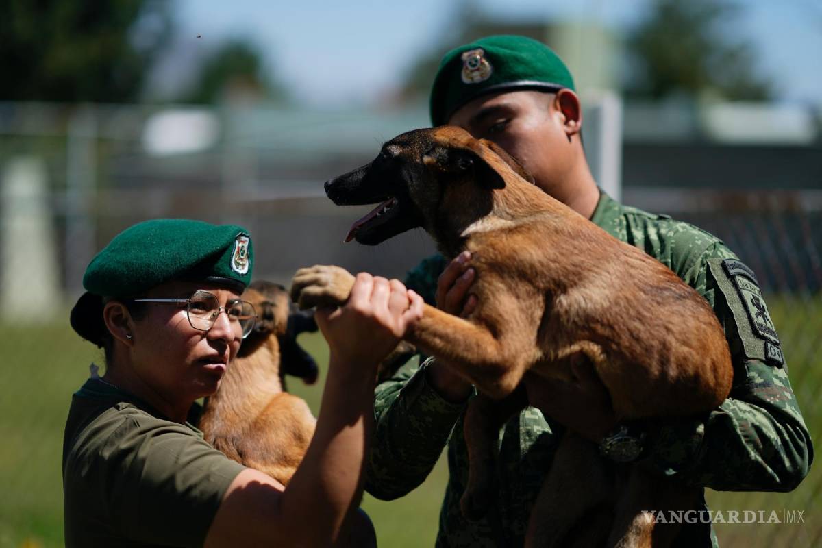 $!Una veterinaria inspecciona la pata de un cachorro de pastor belga malinois tras una sesión de entrenamiento para convertirse en perro de rescate o rastreo.