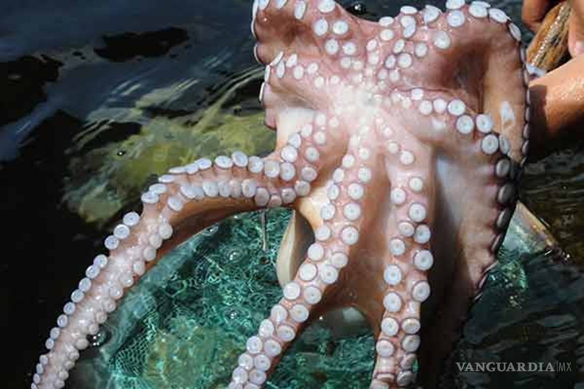 Saliva del pulpo rojo ayudaría contra el Alzheimer