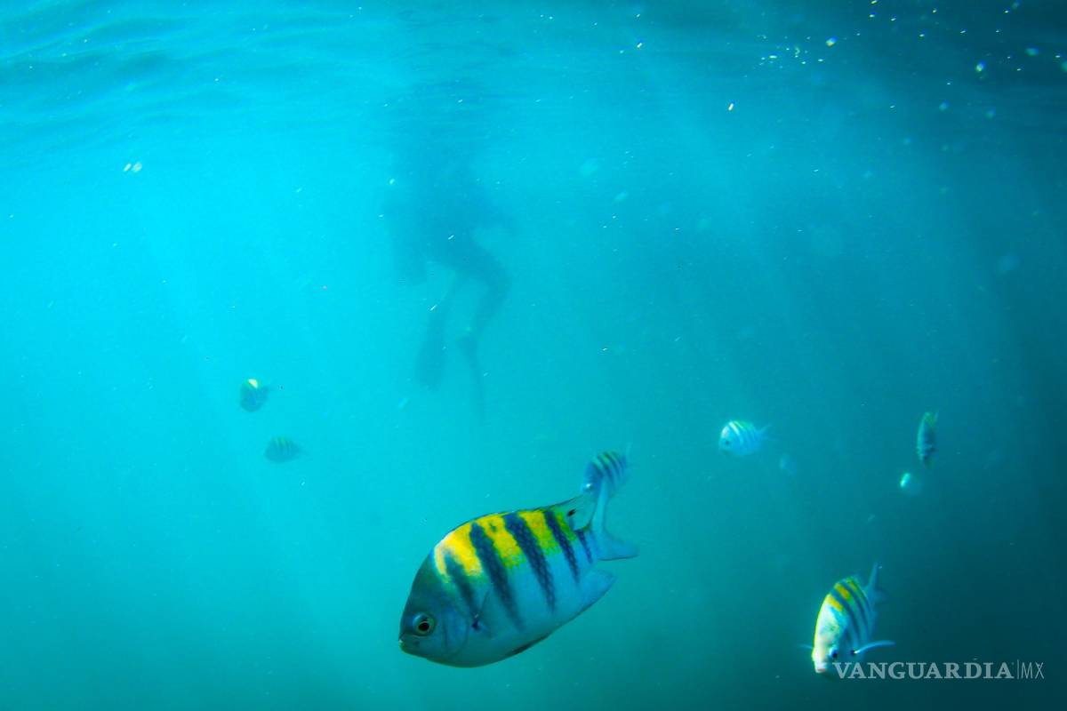 $!Según Greenpeace, el avance de la minería submarina podría constituir una de las nuevas y más extensas amenazas para los ecosistemas marinos del planeta.