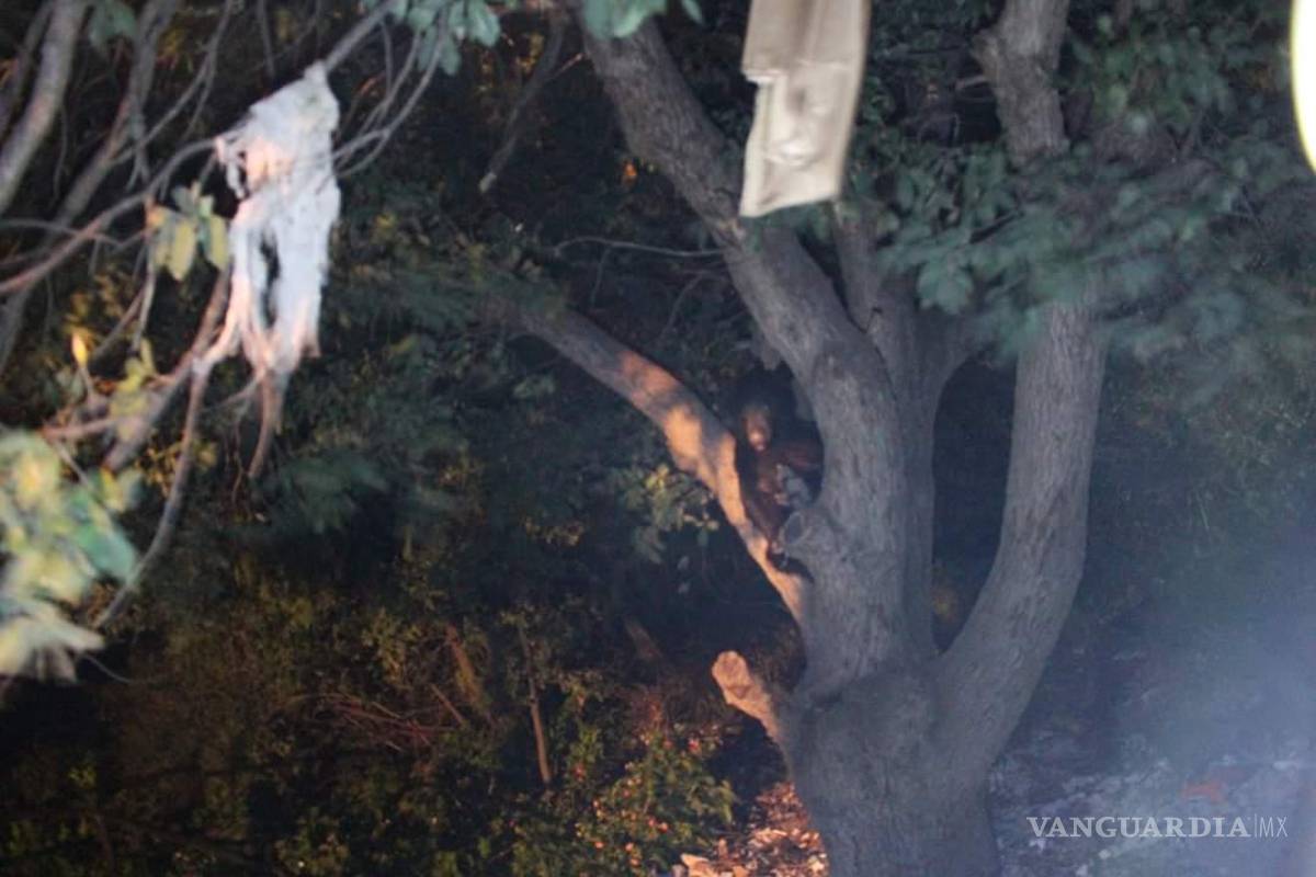 Una mamá oso y sus tres crías “visitan” colonia de Saltillo; vecinos los sorprenden