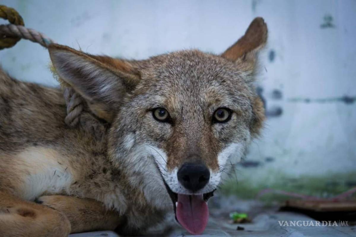 Dos semanas cazando en los callejones de Saltillo al ‘perro güero’... que es un coyote en realidad