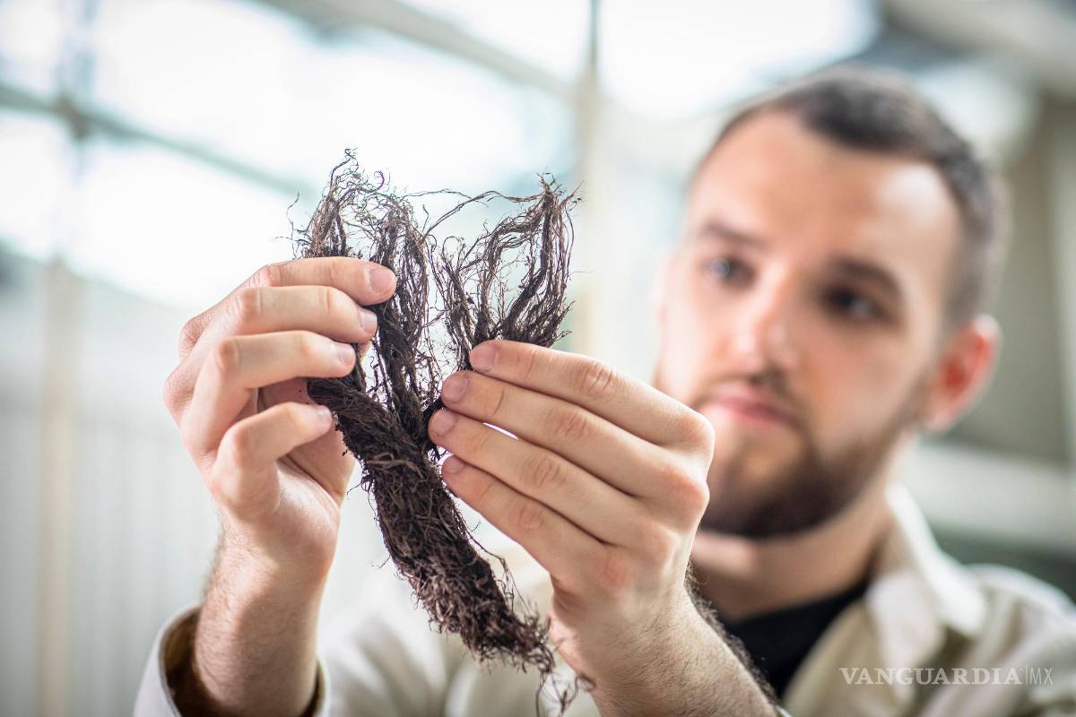 $!Fibras vegetales de hojas de árboles utilizadas para fabricar papel. Su empresa usa estos residuos para producir productos de papel que son biodegradables.