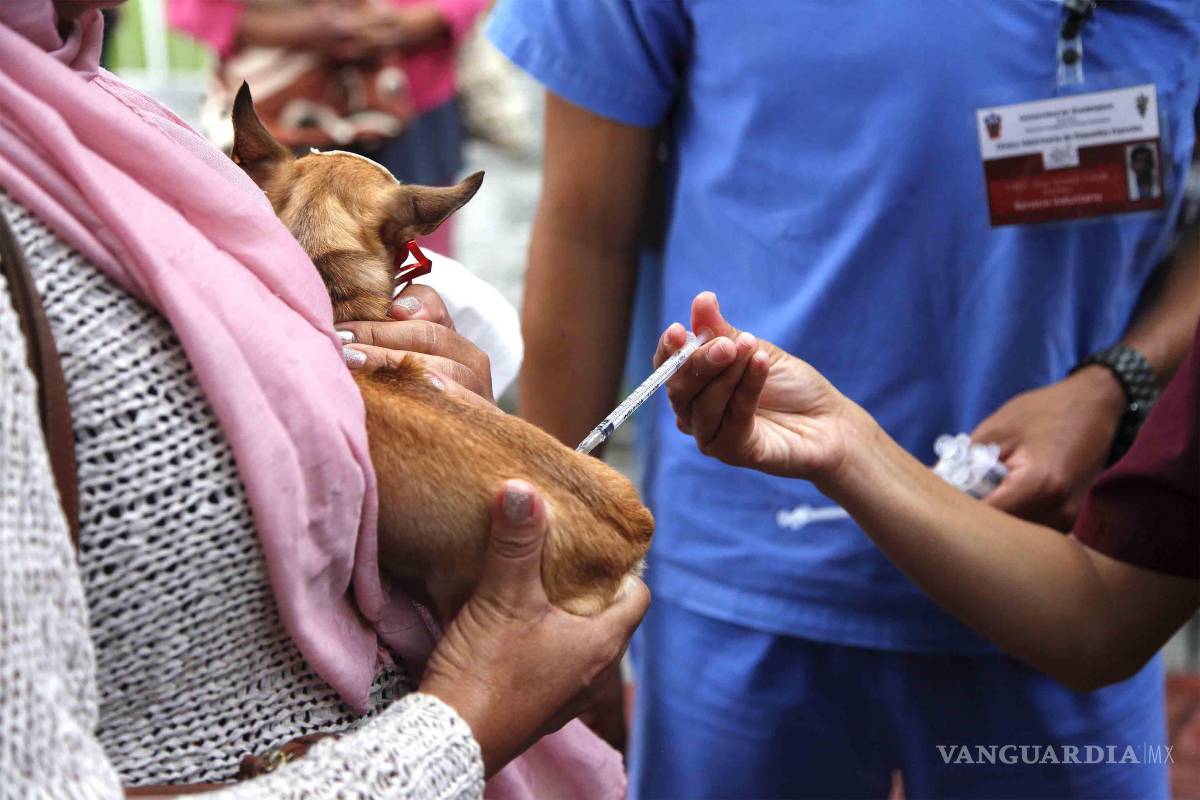 ‘Esteriliza y adopta’: Torreón impulsa jornada de cuidado animal este domingo