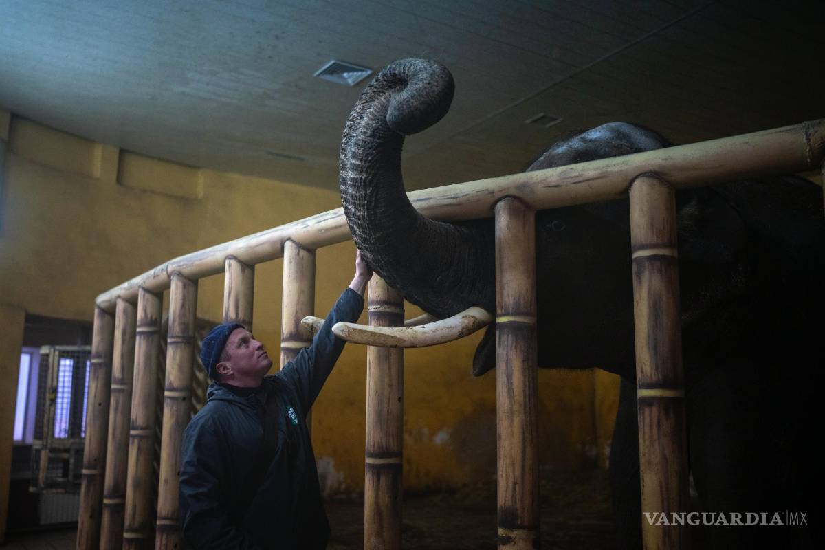 $!El cuidador Kirilo Trantin calma a un elefante en el zoo de Kiev, en Kiev, Ucrania, el 1 de marzo de 2022.