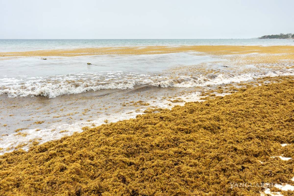 Semar alerta por llegada masiva de sargazo a Yucatán