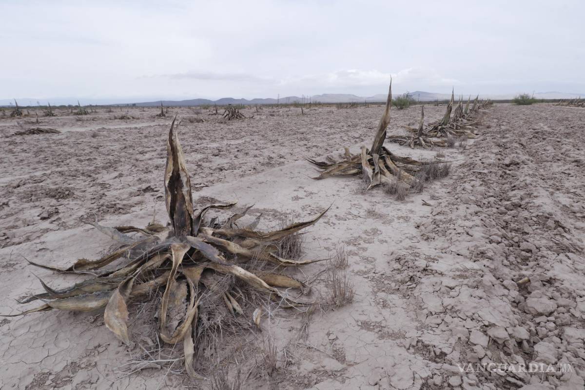 $!Como región semidesértica pega más la sequía, pero es necesario adaptarse a esta nueva “normalidad de aridez”.