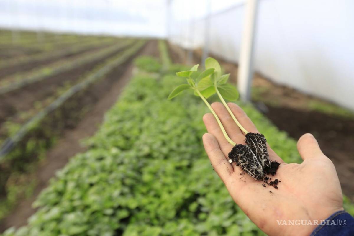 El campo mexicano es productivo, rentable y con potencia para aumentar exportaciones