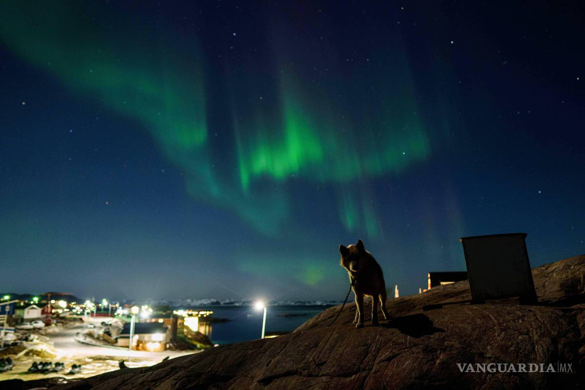 $!Un trineo de perros en la nieve, mientras la aurora boreal brilla sobre Ilulissat, Groenlandia.