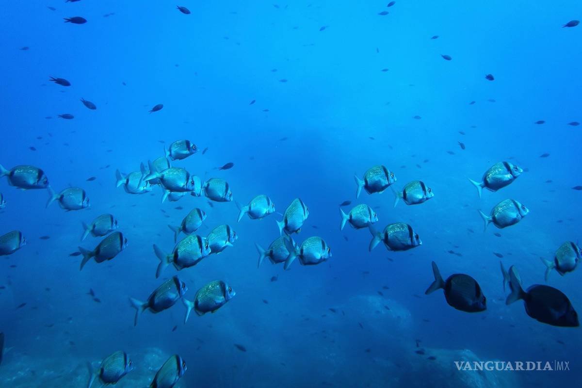 ¿Cómo la minería en aguas profundas podría alterar la cadena alimentaria marina?