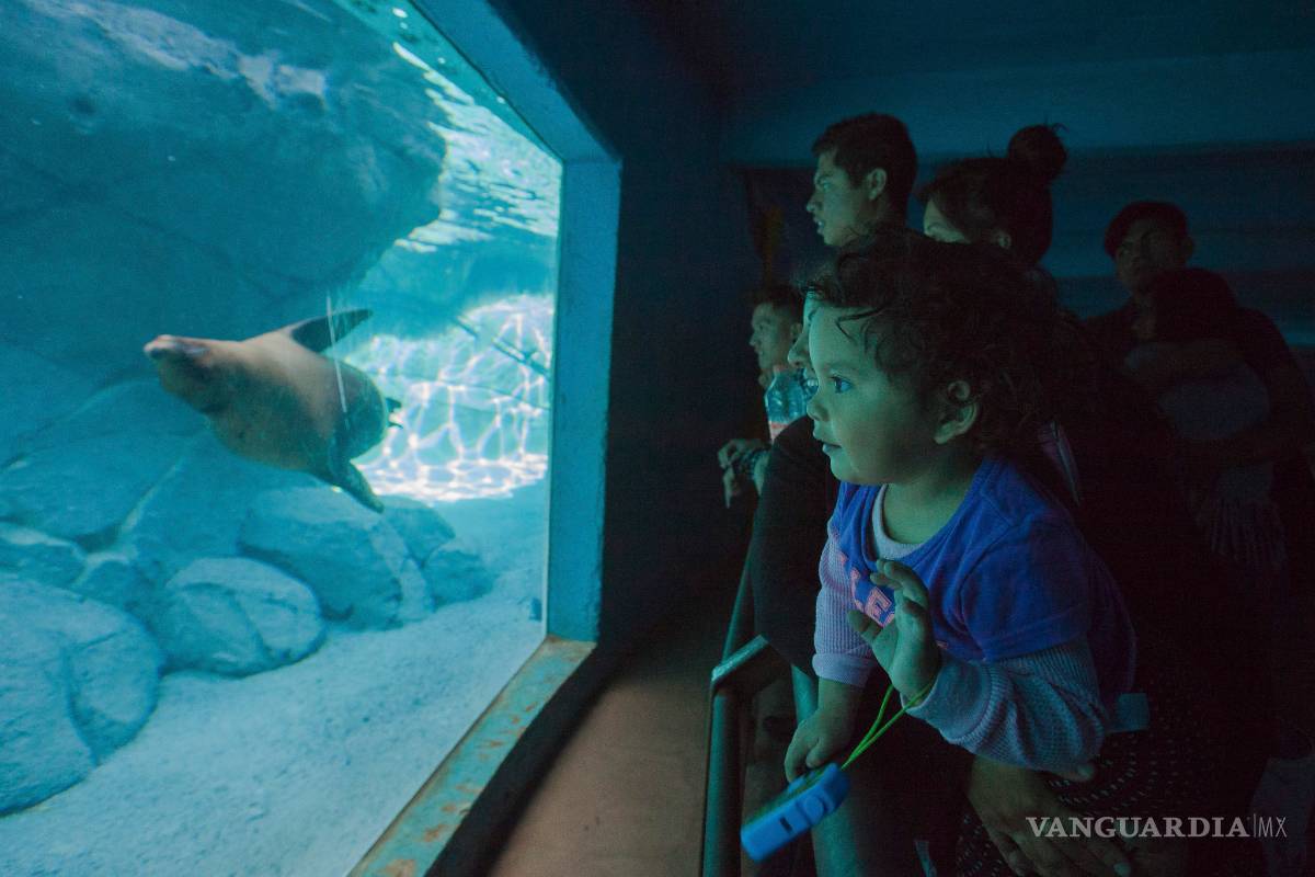 $!Zoológico de Chapultepec cumple 92 años