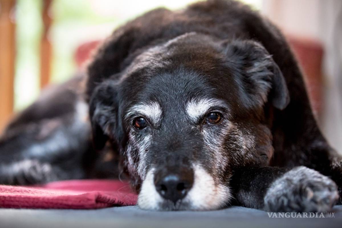 ADOPTA UN ABUELITO PELUDO