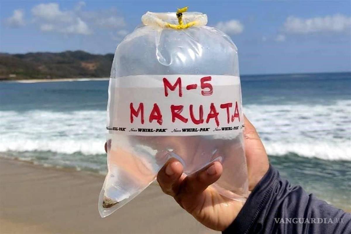 Reportan 14 playas contaminadas con heces fecales en México