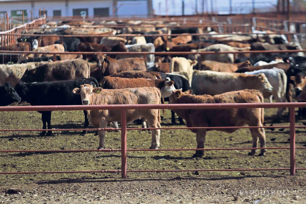 ‘Se alimenta de la carne viva de sus víctimas’, advierten especialistas en veterinaria de la UNAM