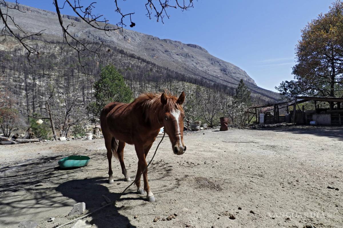 $!Sobre caminos de cenizas caminan caballos con la piel pegada a las costillas. Sobrevivientes rematan a sus animales para tener un ingreso.