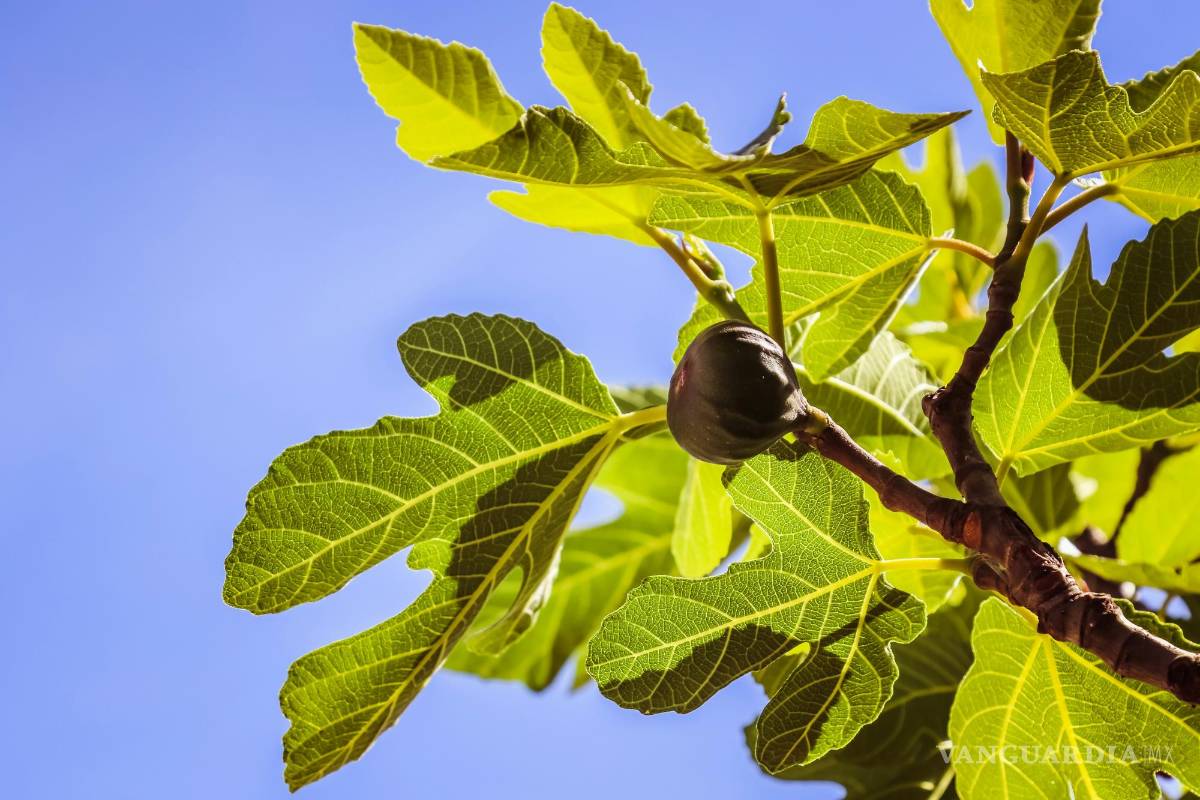 Saltillo: Matas o patas