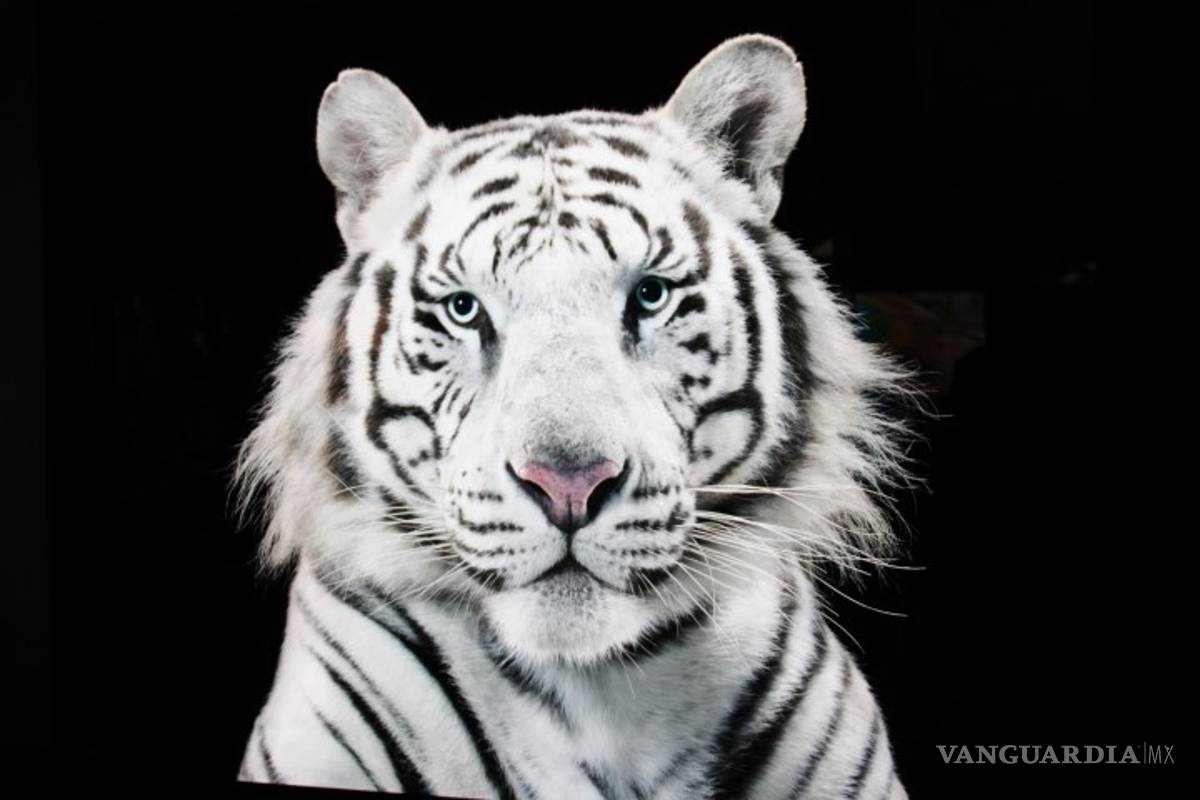 $!Encuesta revela que existe en la humanidad preocupación por conservar la naturaleza, pero también desconocimiento