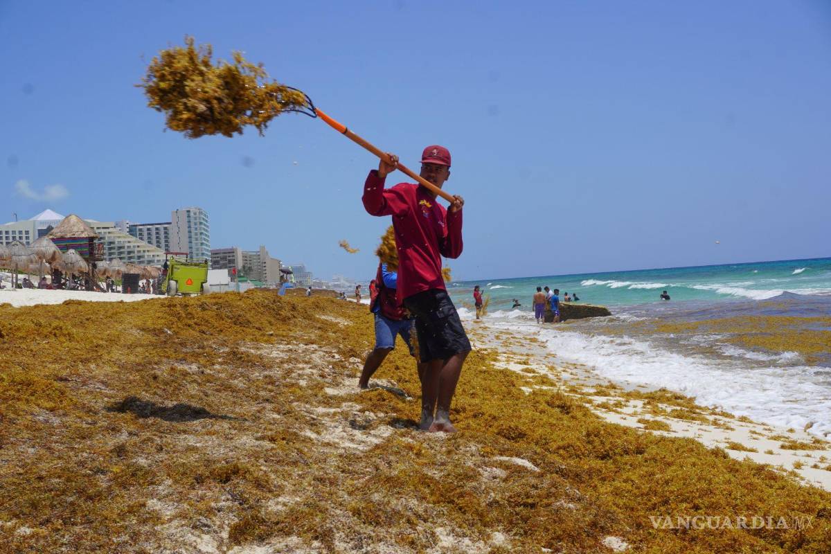 El sargazo no solo daña al turismo y a las playas, también a la salud de quienes lo retiran