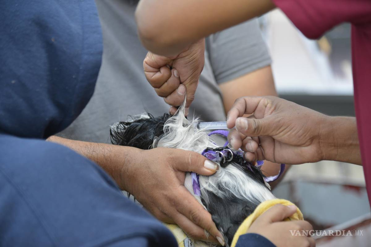 Saltillo tendrá jornada de esterilización y vacunación a bajo costo