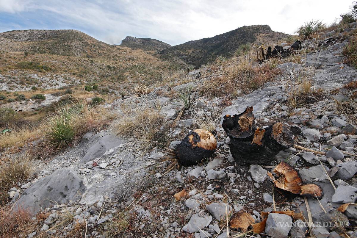 Apagan incendio en sierra de Saltillo