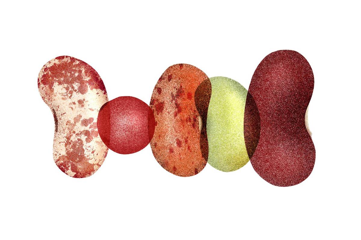 $!Las variedades comunes de frijoles no solo tienen un alto contenido en proteínas, también son excelentes fuentes de fibra, lo cual es fundamental para la salud intestinal e inmunológica