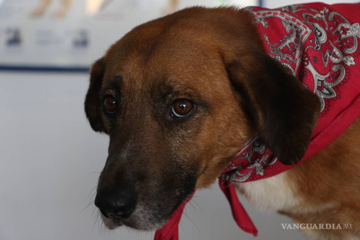 $!El perrito Coffee, en busca de un hogar