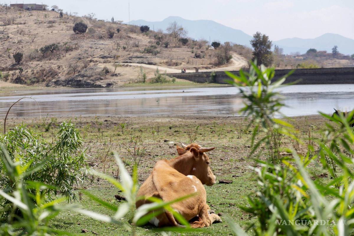 $!Estados Unidos busca establecer un plan integral con México para evitar que el gusano barrenador llegue a los hatos ganaderos del norte y cruce la frontera.