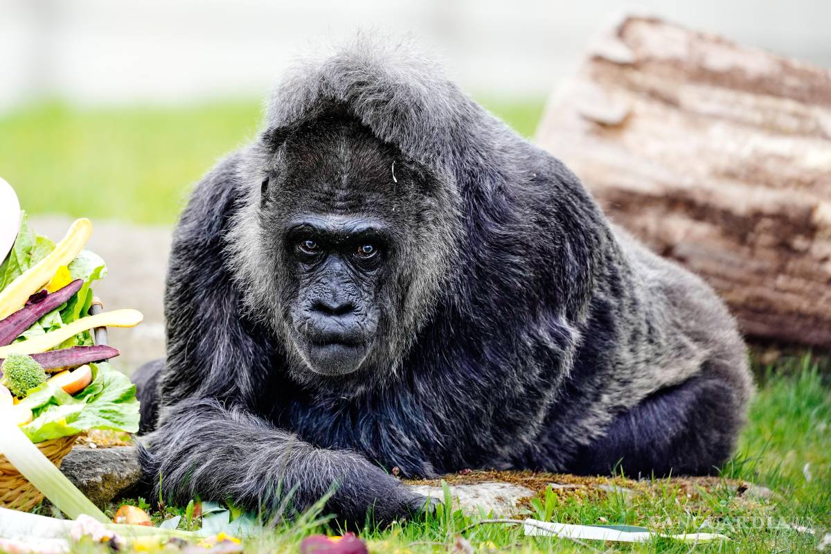 $!Fatou, la gorila más longeva del zoológico de Berlín y considerada la más vieja del mundo, llega a su recinto para celebrar su 69 cumpleaños en Berlín.