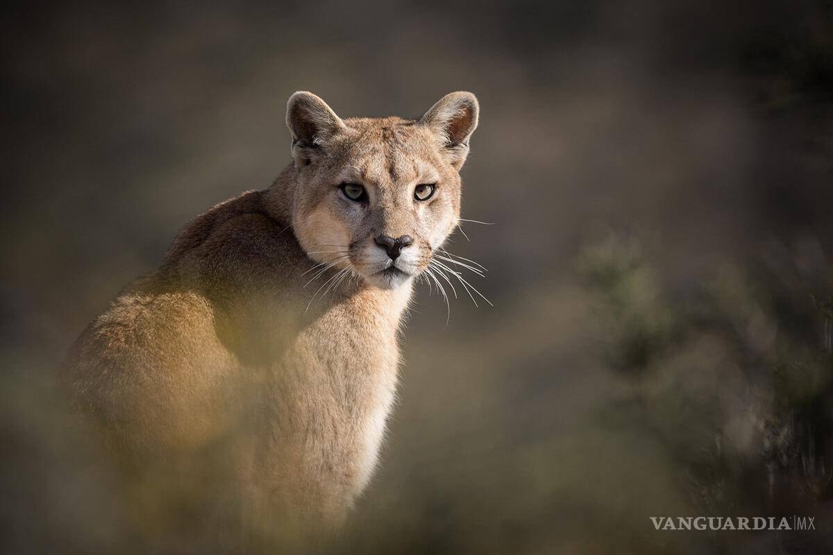$!Campesinos cazaron y sacrificaron a un puma en Cacahoatán, Chiapas