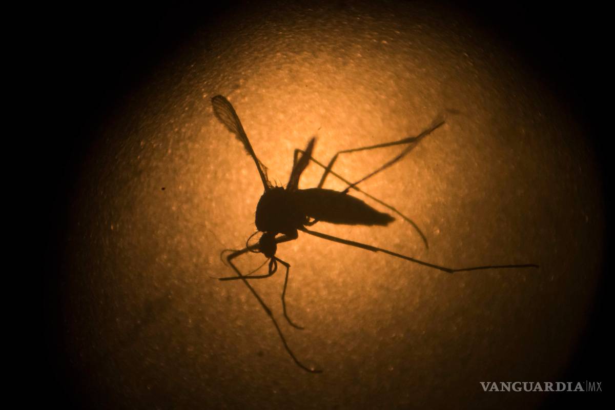 Cataloga OMS al Zika como ‘emergencia internacional’