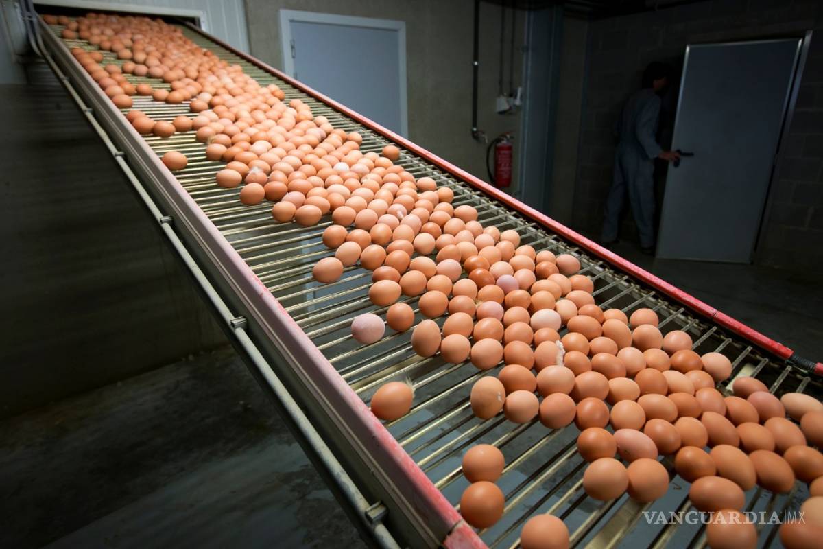 $!Descubren niveles peligrosos de insecticida en huevos de Bélgica