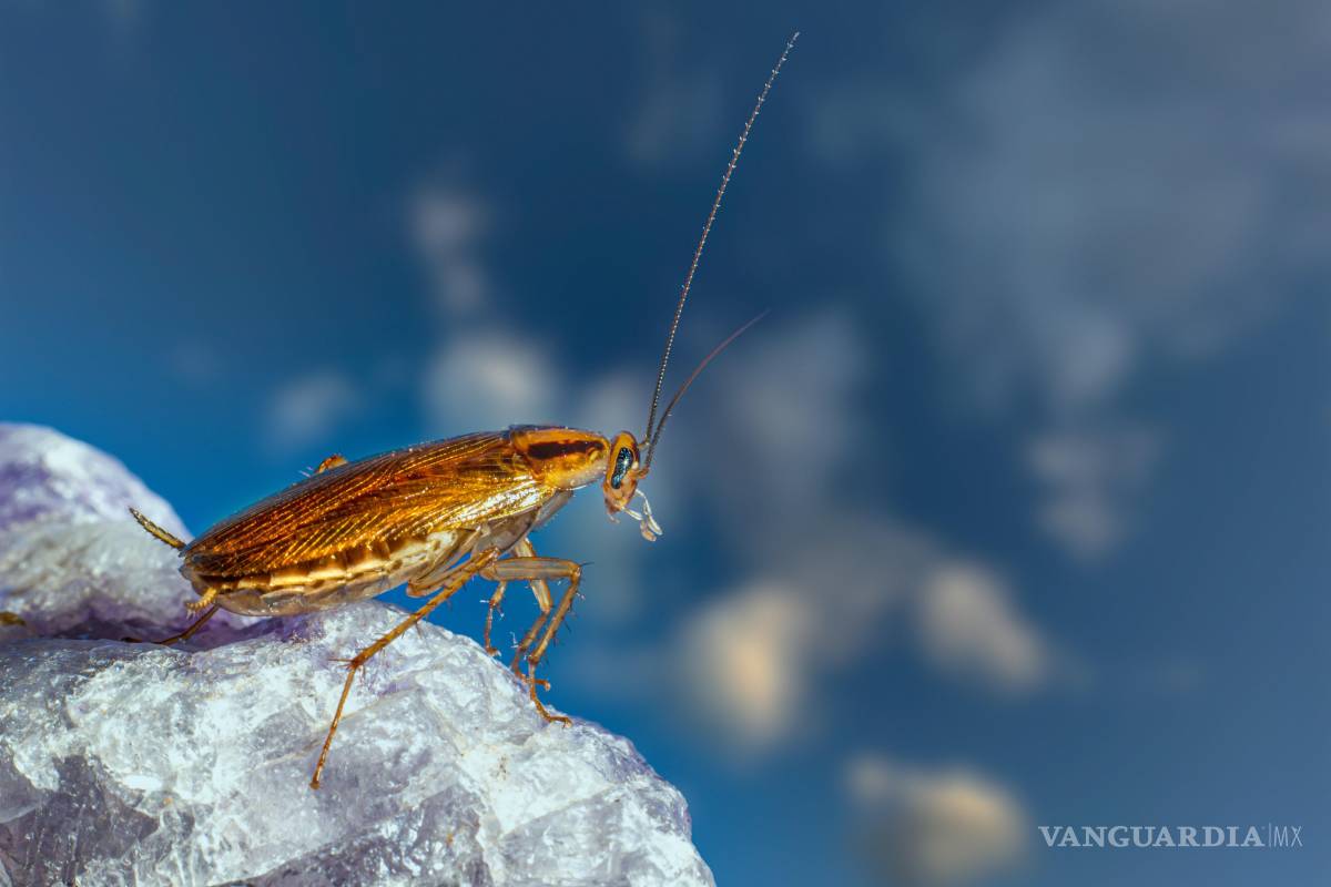 $!¡Adiós cucarachas! Remedios caseros y productos para erradicar una plaga