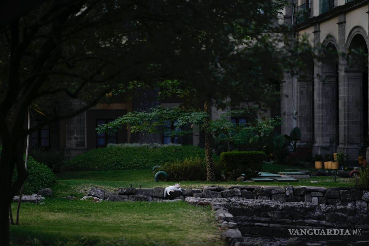 $!Coco descansa en el terreno del Palacio Nacional en Ciudad de México.
