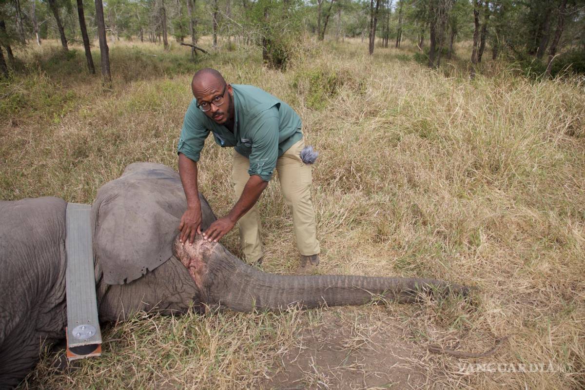 $!En esta foto de junio de 2018 proporcionada por Robert M. Pringle, el biólogo evolutivo Shane Campbell-Staton examina a un elefante hembra sin colmillos en el Parque Nacional de Gorongosa, en Mozambique, exponiendo un espacio vacío debajo de la trompa donde normalmente sobresaldría un colmillo. AP/Robert M. Pringle