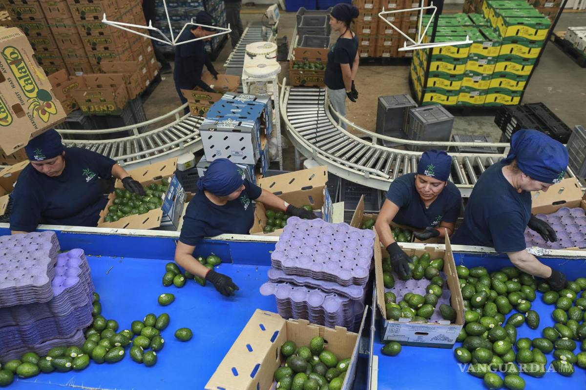 $!Trabajadores en una planta empacadora en Uruapan. En su primer día, Trump que habrá aranceles del 25% contra Canadá y México a partir del 1 de febrero.