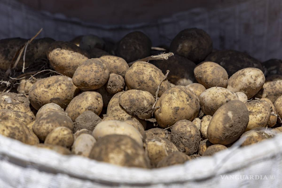 $!Apenas sale del campo, la papa cuesta siete a ochos pesos el kilo, pero una vez en los supermercados, con el comprador final, alcanza en ocasiones hasta más de 40 pesos el kilo.