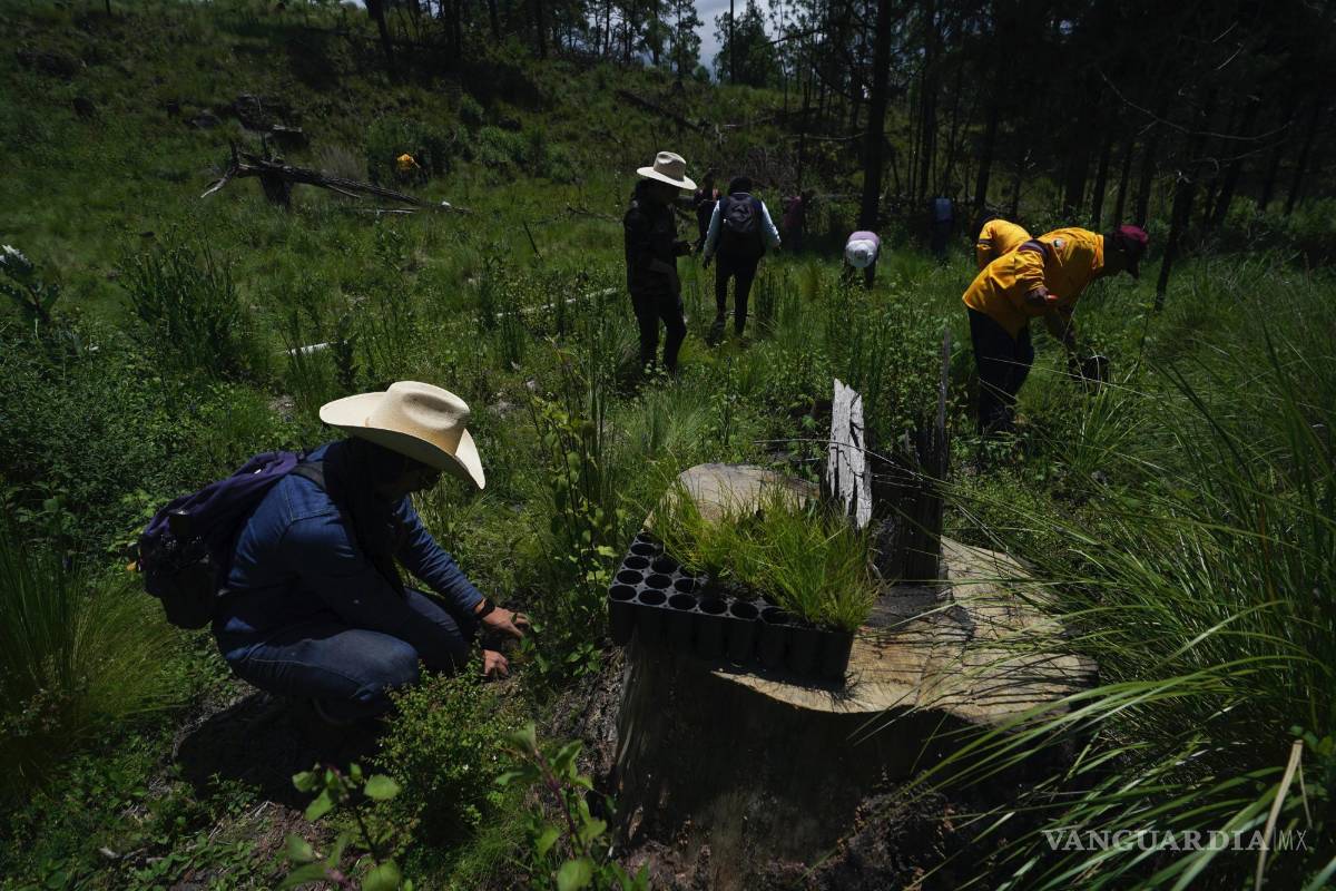 $!Agricultores locales plantan pinos en un área donde los árboles han sido talados ilegalmente en el pueblo de San Miguel Topilejo, al sur de la Ciudad de México.