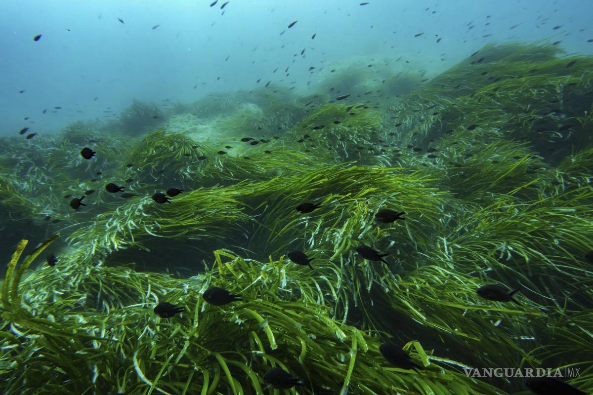 $!Frente a la costa sur de Francia, el Parque Nacional de Port-Cros es una de las reservas marinas más antiguas del Mediterráneo.