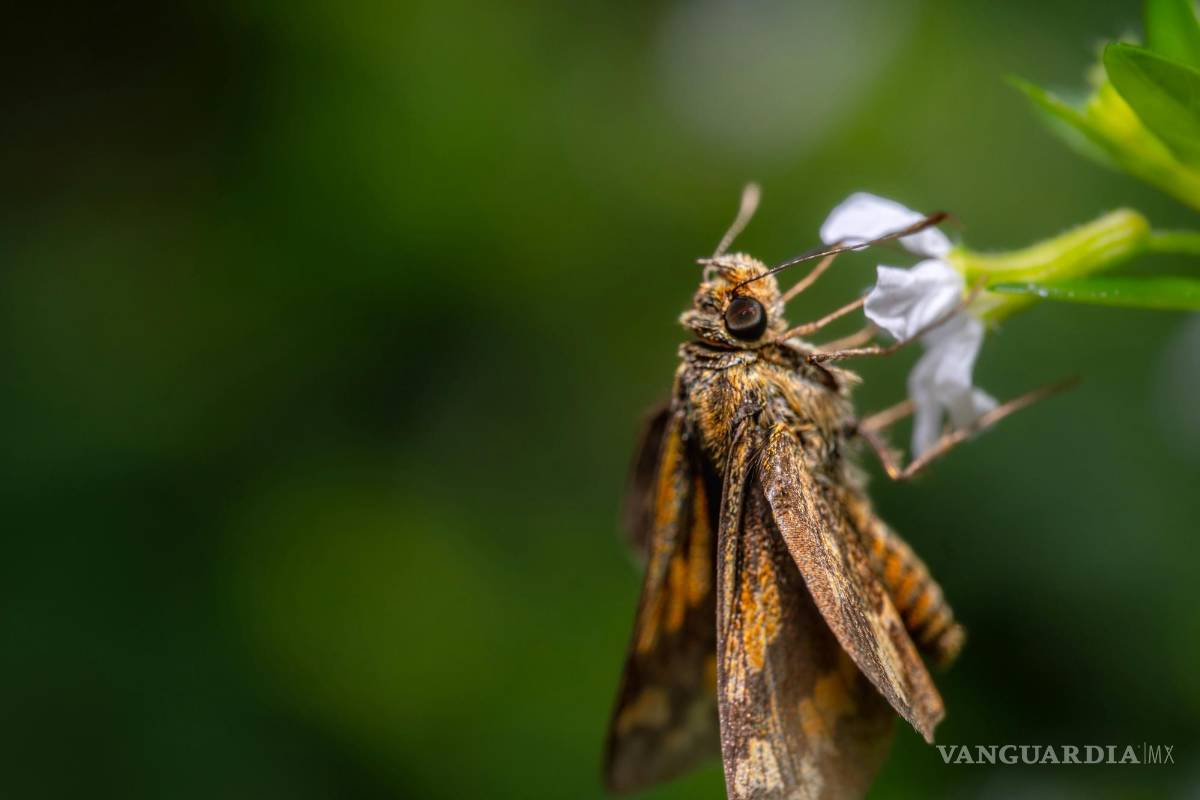Bioindicadores y ciudad: un capital desaprovechado