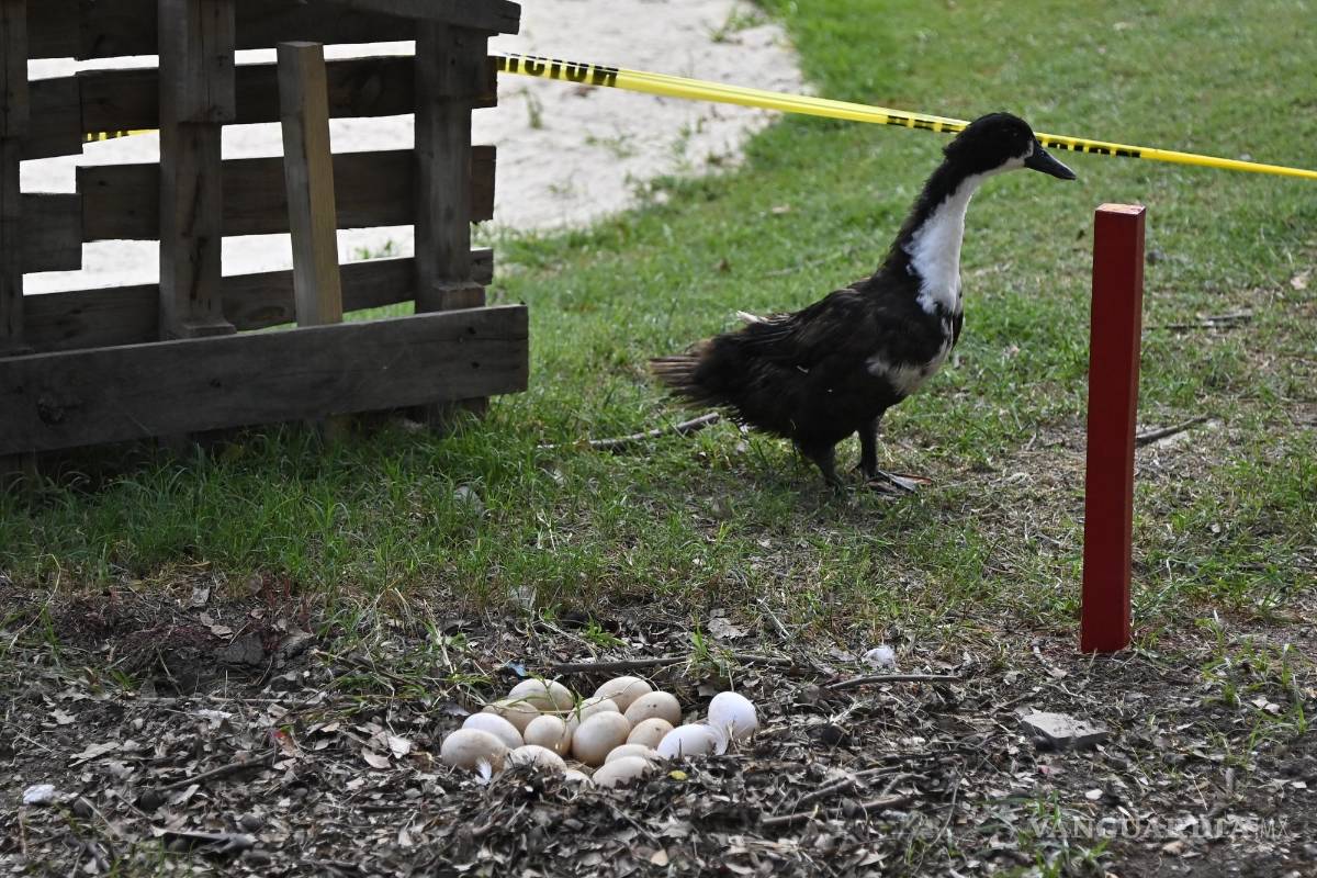 $!Una patita empolló sus huevos en pleno Torneo Anual del Club Campestre de Golf 2024.