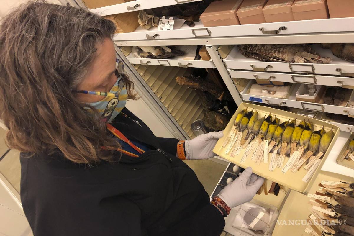 $!Moe Flannery, gerente senior de colecciones de ornitología y mammalogía en la Academia de Ciencias de California, sostiene una bandeja que contiene las currucas de Bachman en su colección de especímenes en San Francisco. AP/Haven Daley