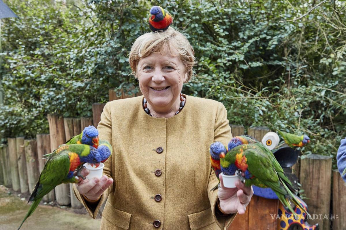 $!La canciller alemana, Angela Merkel, alimenta a los loritos australianos en Marlow Bird Park en Marlow, Alemania. AP/Georg Wendt/dpa