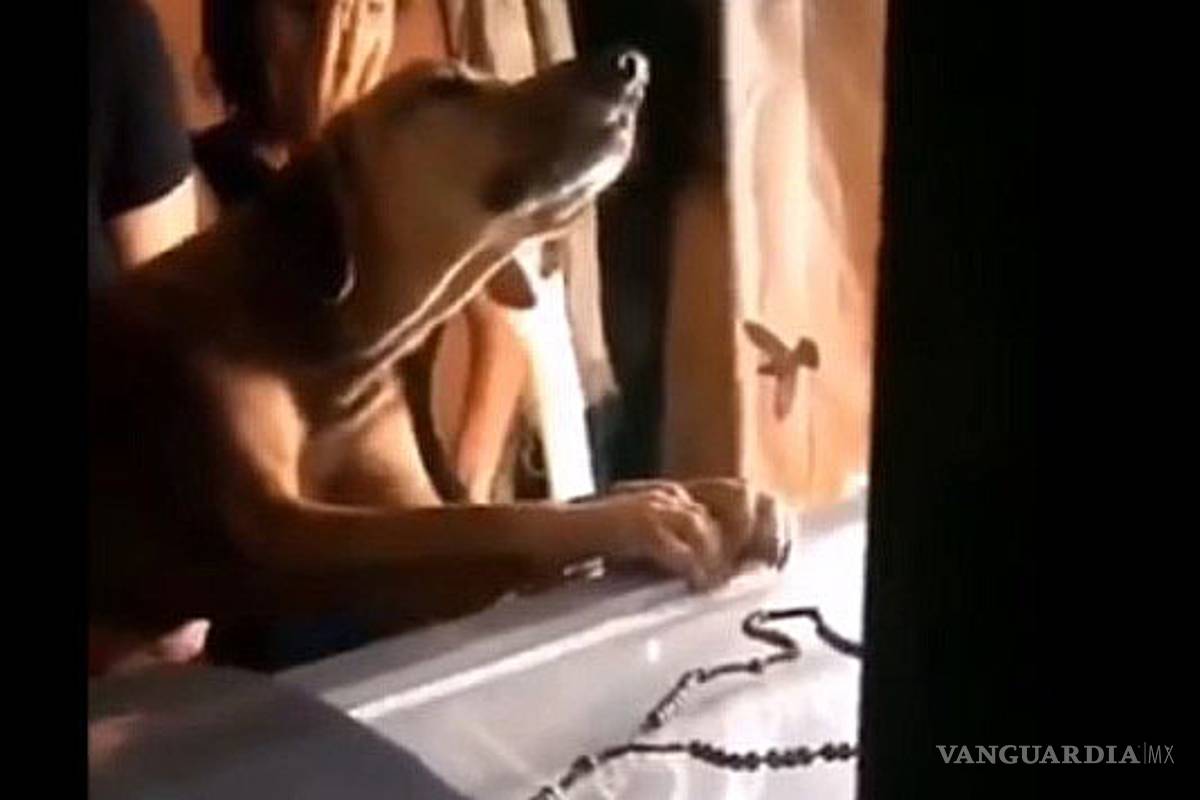 Perro llora y se aferra al ataúd de su amo