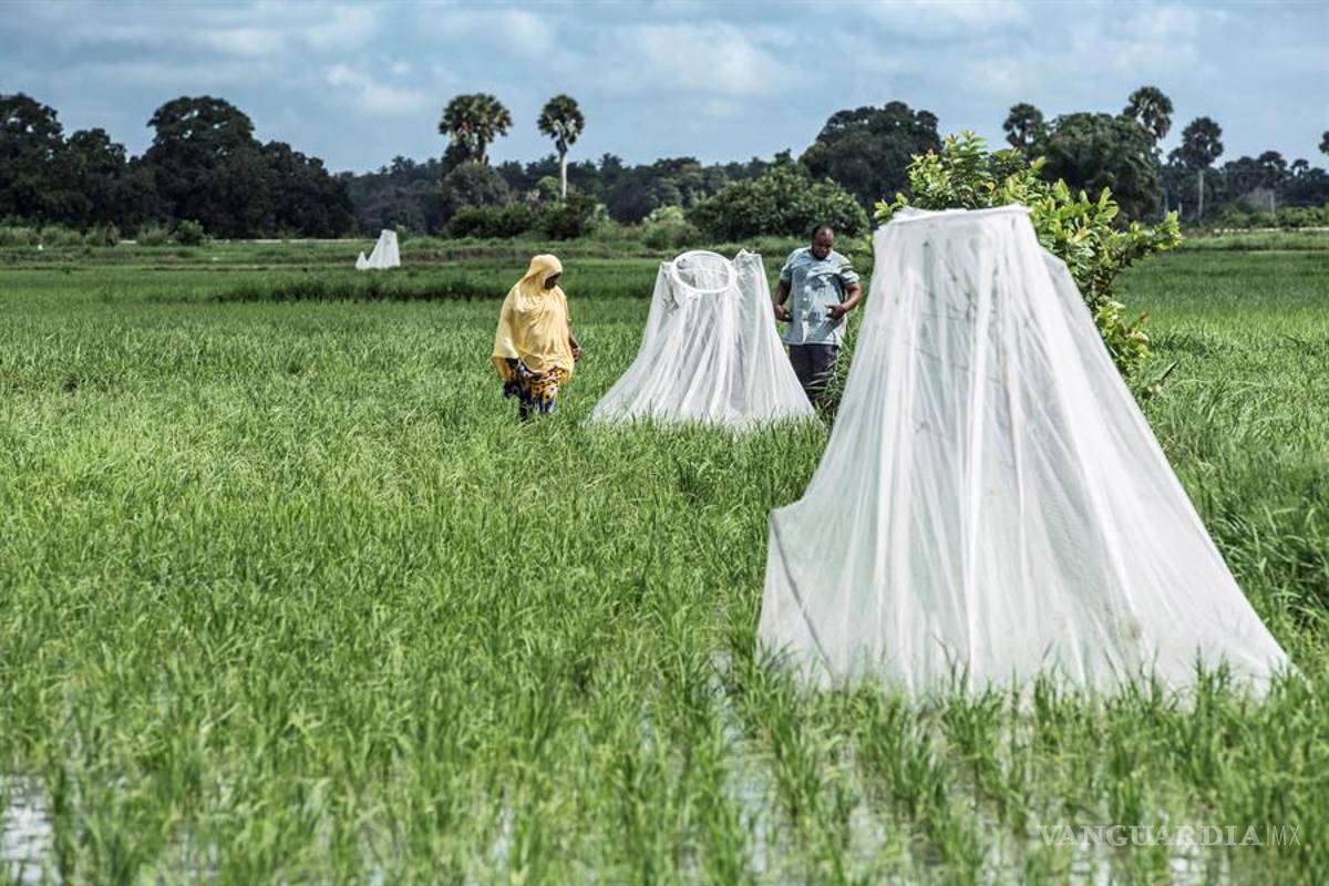 $!Asfixian al mosquito de la malaria con el uso pionero de drones en Tanzania